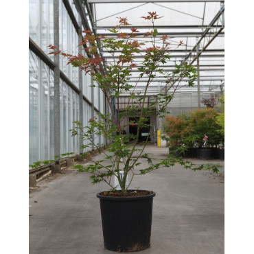 ACER palmatum BROWN SUGAR - Érable du Japon En pot de 25-30 litres buisson hauteur 080-100 cm