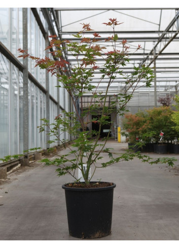 ACER palmatum BROWN SUGAR - Érable du Japon En pot de 25-30 litres buisson hauteur 080-100 cm