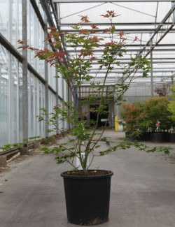 ACER palmatum BROWN SUGAR - Érable du Japon En pot de 25-30 litres buisson hauteur 080-100 cm