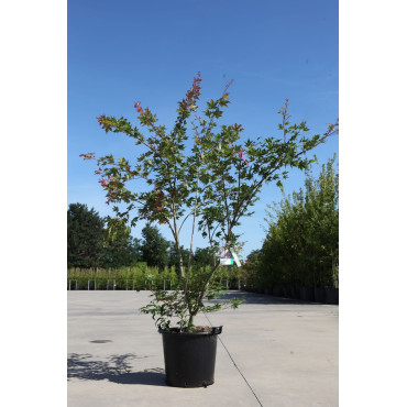 ACER palmatum BROWN SUGAR - Érable du Japon En pot de 35-50 litres buisson hauteur 150-175 cm