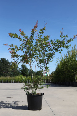 ACER palmatum BROWN SUGAR - Érable du Japon En pot de 35-50 litres buisson hauteur 150-175 cm