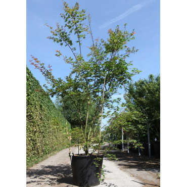 ACER palmatum BROWN SUGAR - Érable du Japon En pot de 90-110 litres buisson hauteur 200-250 cm