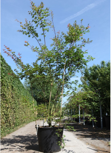ACER palmatum BROWN SUGAR - Érable du Japon En pot de 90-110 litres buisson hauteur 200-250 cm