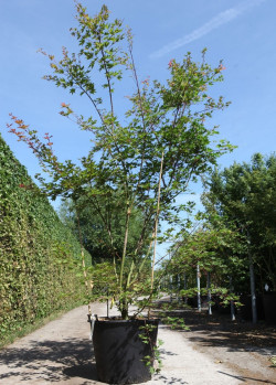 ACER palmatum BROWN SUGAR - Érable du Japon En pot de 90-110 litres buisson hauteur 200-250 cm