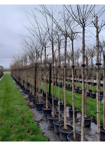 PRUNUS subhirtella AUTUMNALIS En pot de 30-35 litres tige hauteur du tronc 190-210 cm circonférence du tronc 10-12 cm