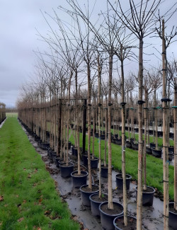 PRUNUS subhirtella AUTUMNALIS En pot de 30-35 litres tige hauteur du tronc 190-210 cm circonférence du tronc 10-12 cm