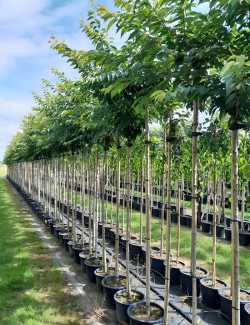 PRUNUS subhirtella AUTUMNALIS En pot tige hauteur du tronc 190-210 cm circonférence du tronc 08-10 cm