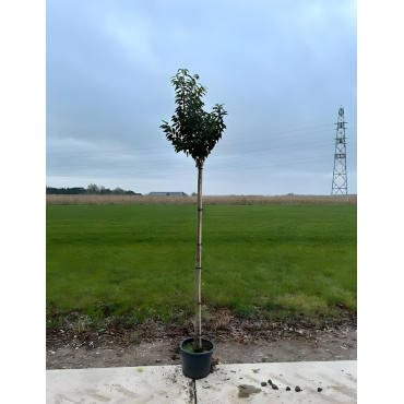 PRUNUS lusitanica ANGUSTIFOLIA En pot tige hauteur du tronc 190-210 cm circonférence du tronc 08-10 cm