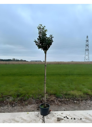 PRUNUS lusitanica ANGUSTIFOLIA En pot tige hauteur du tronc 190-210 cm circonférence du tronc 08-10 cm