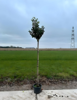 PRUNUS lusitanica ANGUSTIFOLIA En pot tige hauteur du tronc 190-210 cm circonférence du tronc 08-10 cm