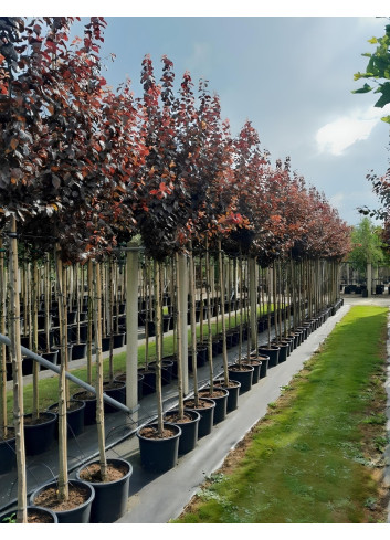PRUNUS cerasifera ATROPURPUREA En pot de 15-20 litres tige hauteur du tronc 190-210 cm circonférence du tronc 06-08 cm