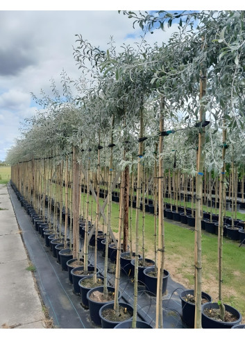 PYRUS salicifolia PENDULA En pot de 25-30 litres tige hauteur du tronc 190-210 cm circonférence du tronc 08-10 cm