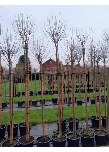 PRUNUS fruticosa GLOBOSA En pot de 30-35 litres tige hauteur du tronc 190-210 cm