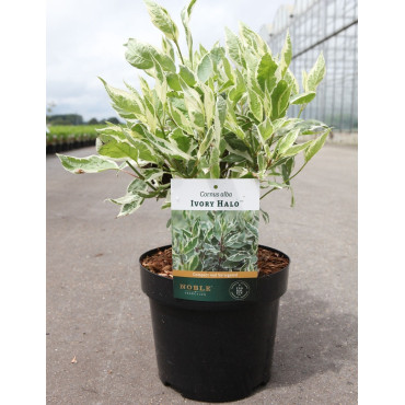 CORNUS alba IVORY HALO® - Cornouiller blanc En pot de 3-4 litres buisson hauteur 040-060 cm
