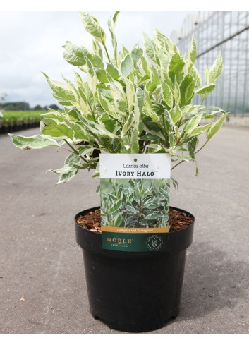 CORNUS alba IVORY HALO® - Cornouiller blanc En pot de 3-4 litres buisson hauteur 040-060 cm