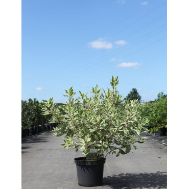 CORNUS alba IVORY HALO® - Cornouiller blanc En pot de 10-12 litres buisson hauteur 080-100 cm