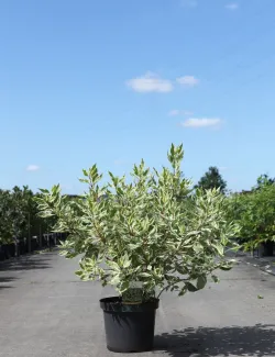 cornouiller-blanc-ivory-halo-cornus-alba-ivory-halo-1.jpg