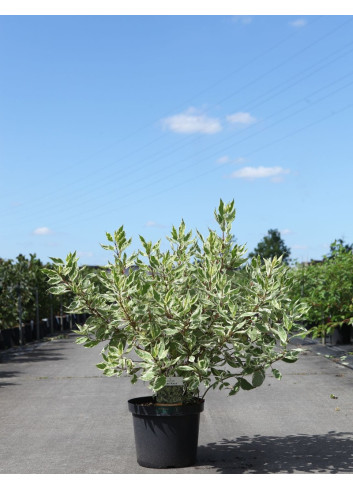 CORNUS alba IVORY HALO® - Cornouiller blanc En pot de 10-12 litres buisson hauteur 080-100 cm
