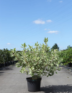 CORNUS alba IVORY HALO® - Cornouiller blanc En pot de 10-12 litres buisson hauteur 080-100 cm