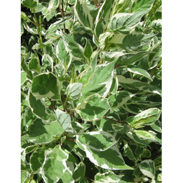 CORNUS alba IVORY HALO® - Cornouiller blanc