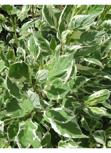 CORNUS alba IVORY HALO® - Cornouiller blanc
