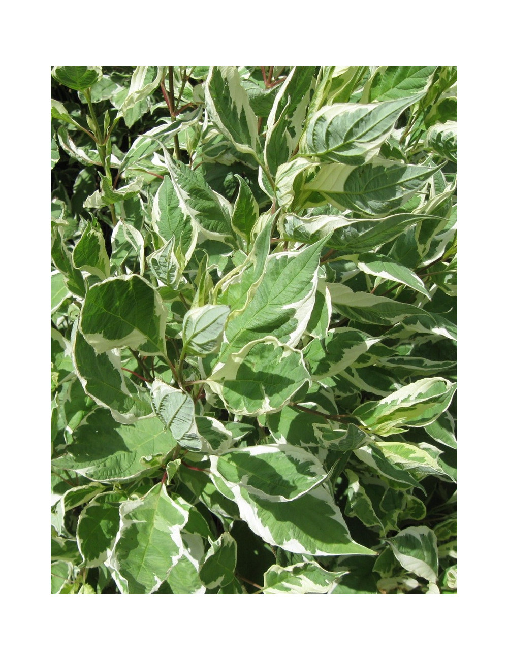 CORNUS alba IVORY HALO® - Cornouiller blanc