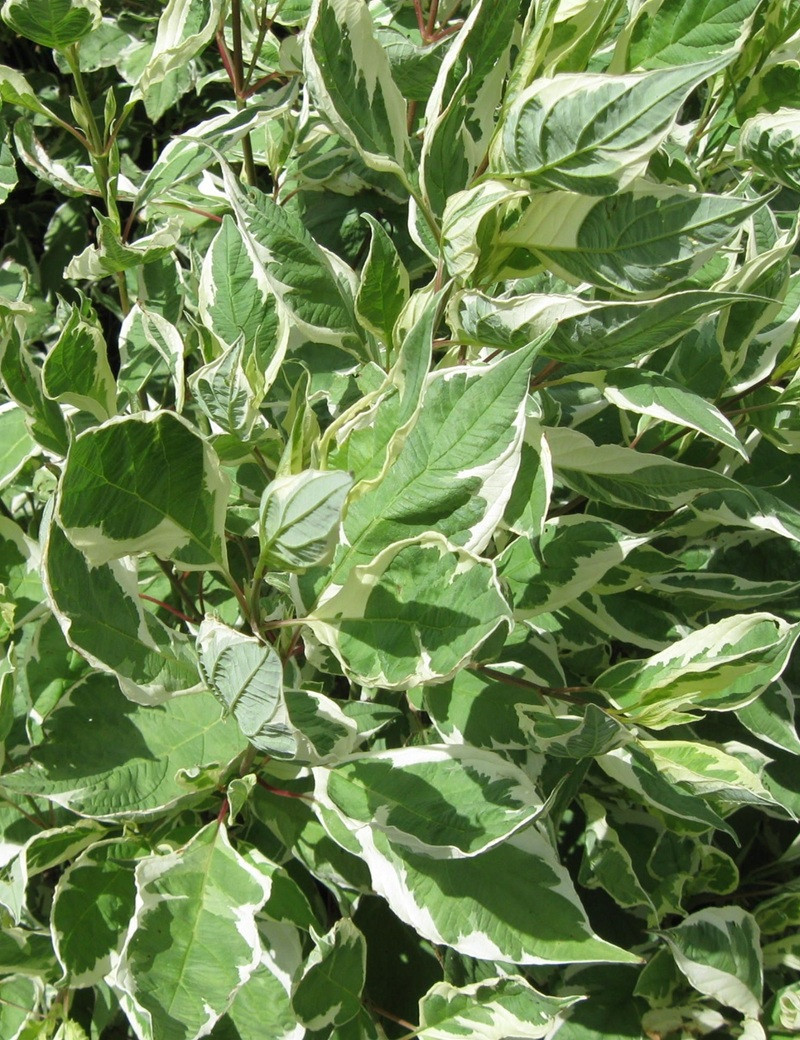 CORNUS alba IVORY HALO® - Cornouiller blanc