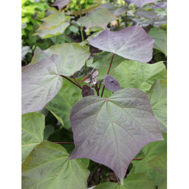 CATALPA erubescens PURPUREA.JPG