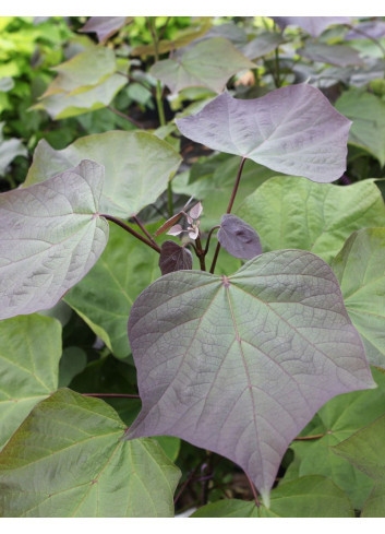 CATALPA erubescens PURPUREA.JPG