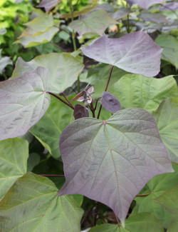 CATALPA erubescens PURPUREA.JPG