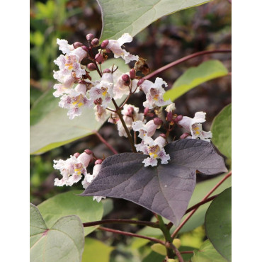 CATALPA erubescens PURPUREA.jpg