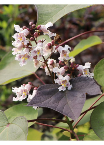 CATALPA erubescens PURPUREA.jpg