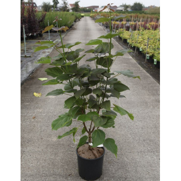 CATALPA erubescens PURPUREA En pot de 10-12 litres forme buisson hauteur 080-100 cm