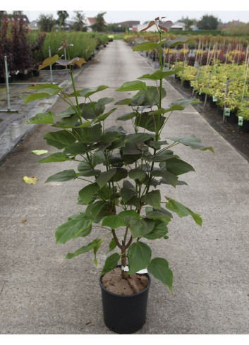 CATALPA erubescens PURPUREA En pot de 10-12 litres forme buisson hauteur 080-100 cm