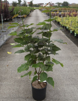 CATALPA erubescens PURPUREA En pot de 10-12 litres forme buisson hauteur 080-100 cm
