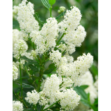 CEANOTHUS thyrsiflorus MILLERTON POINT - Céanothe