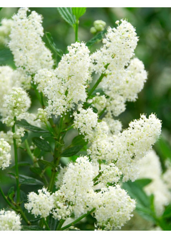 CEANOTHUS thyrsiflorus MILLERTON POINT - Céanothe