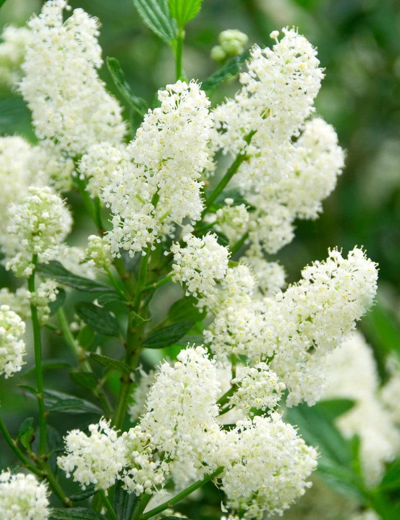 CEANOTHUS thyrsiflorus MILLERTON POINT - Céanothe