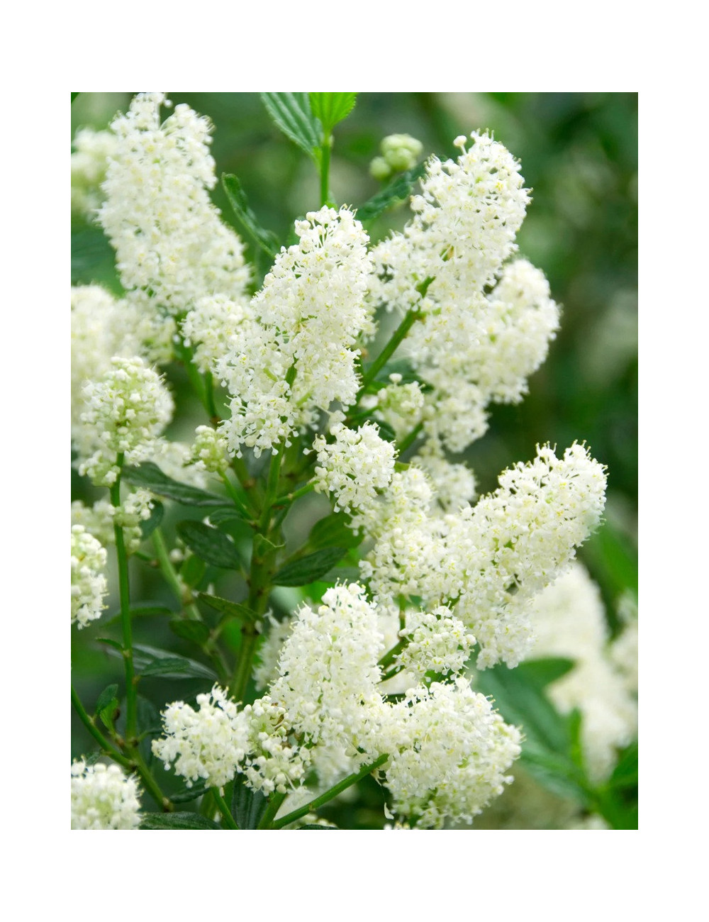 CEANOTHUS thyrsiflorus MILLERTON POINT - Céanothe