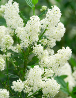 ceanothe-millerton-point-ceanothus-thyrsiflorus-millerton-point.jpg