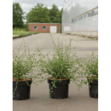 CEANOTHUS thyrsiflorus MILLERTON POINT - Céanothe En pot de 3-4 litres buisson hauteur 030-040 cm