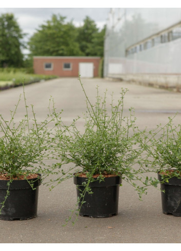 CEANOTHUS thyrsiflorus MILLERTON POINT - Céanothe En pot de 3-4 litres buisson hauteur 030-040 cm