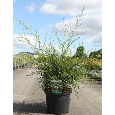 CEANOTHUS thyrsiflorus MILLERTON POINT - Céanothe En pot de 10-12 litres buisson hauteur 040-060 cm