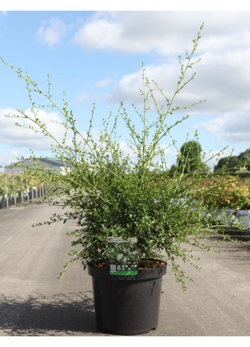 CEANOTHUS thyrsiflorus MILLERTON POINT - Céanothe En pot de 10-12 litres buisson hauteur 040-060 cm