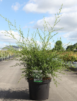 ceanothe-millerton-point-ceanothus-thyrsiflorus-millerton-point-2.jpg