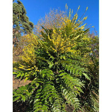 MAHONIA media CHARITY - Mahonia