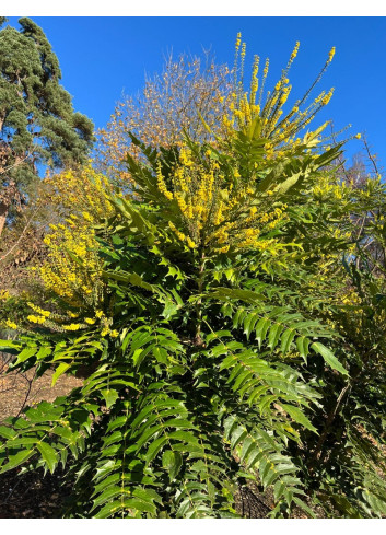 MAHONIA media CHARITY - Mahonia