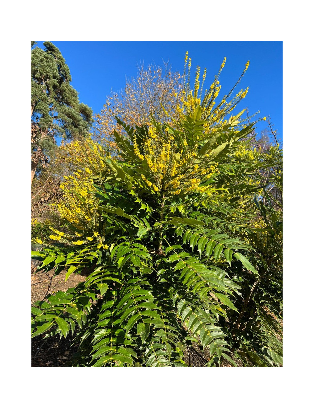 MAHONIA media CHARITY - Mahonia