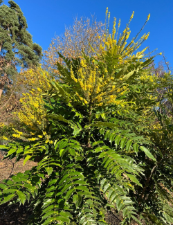 MAHONIA media CHARITY - Mahonia