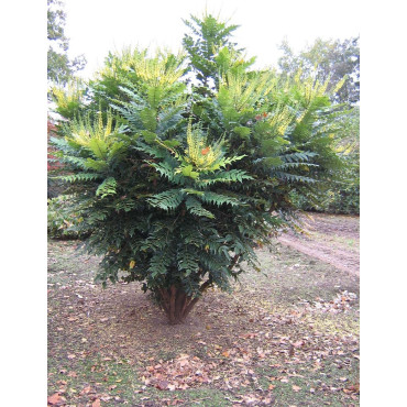 MAHONIA media CHARITY - Mahonia